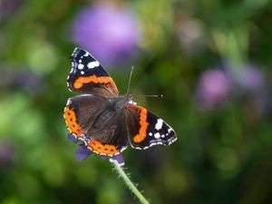 Supporting image for story: Red admirals enjoyed record summer, results from the Big Butterfly Count reveal