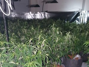 Supporting image for story: Six arrested in Smethwick cannabis factory raid