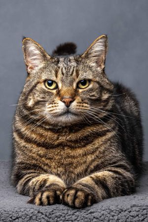 Jamie secured victory in the Pet Portraits category with her picture of her 13-year-old cat Humbug, titled ‘Not Impressed’. 