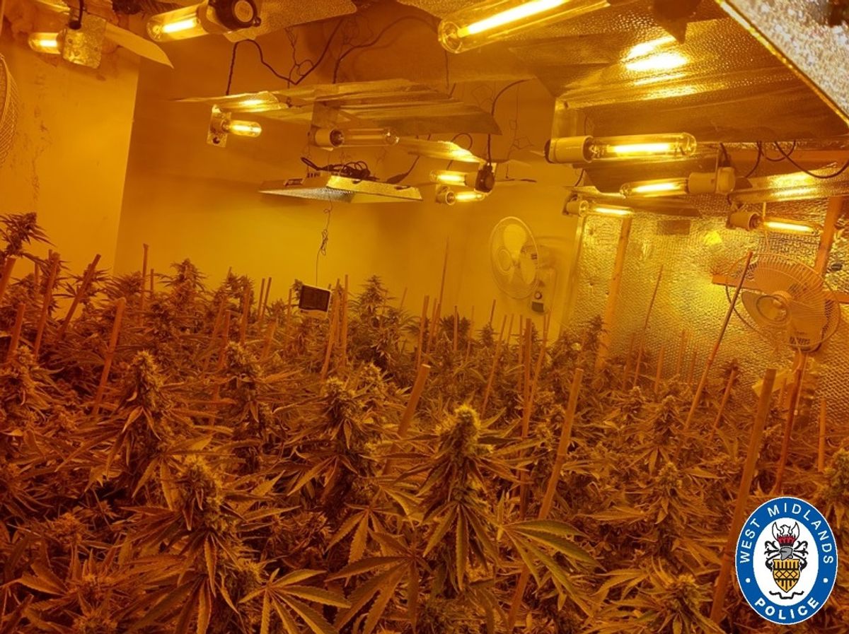 Man arrested and 200 cannabis plants seized in police raid on drugs factory in Tipton