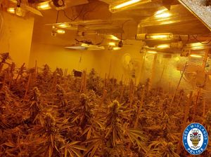 More than 200 cannabis plants were found inside the factory. Photo: West Midlands Police