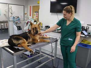 Supporting image for story: 'None of us had seen a dog with this condition': Hero Telford vets give German Shepherd a 'second chance at life'