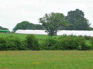 Supporting image for story: Staffordshire fruit farms allowed to keep polytunnels
