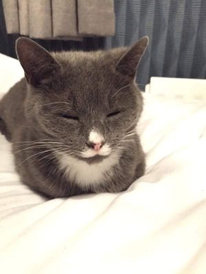 Russian Blue mix Lola has been missing since May. Photo: Kyle Smith