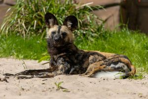 One of the new painted dogs