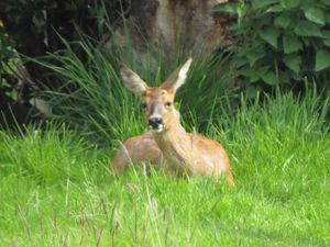 Supporting image for story: Visiting deer is encouraging sign for church wildlife