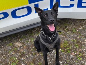 Supporting image for story: Hero police dog Kane tracks down vulnerable person hiding in woods and helps paramedics to the scene