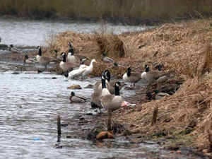 Supporting image for story: Canada geese causing a flap in Wednesbury