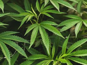 Supporting image for story: Two men charged with cultivating cannabis after raid on former Tipton bar uncovers 500 plants