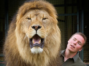 Supporting image for story: Lion tamer banned from using big cats - including three kept near Cannock