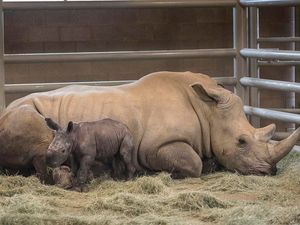 Supporting image for story: Watch: A rare southern white rhino calf has been born at San Diego Zoo