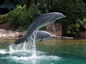 Supporting image for story: Dolphins show bias for one flipper, study suggests