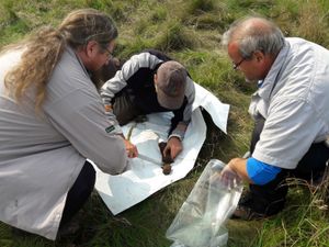 Supporting image for story: Deep soil in forests may store carbon less effectively than thought – study