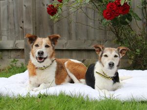 Supporting image for story: Two devoted pooches need a forever home