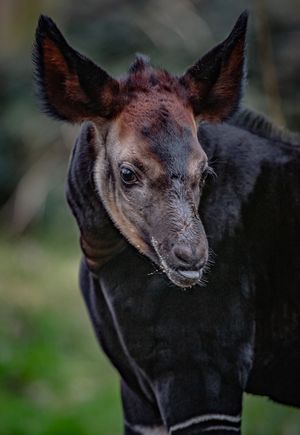 A rare okapi has been born at Chester Zoo