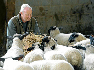 Supporting image for story: Give local lamb pride of place, Shropshire farmer tells stores