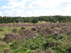 Supporting image for story: Trust demands action to save South Staffordshire wildlife over the next 20 years