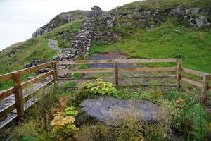 Shoots appearing to grow on the base of Sycamore gap tree in Northumberland. Photo: Owen Humphreys/PA Wire 