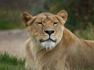 Supporting image for story: Lioness with shell shock ‘thriving’ a year after rescue from Ukraine
