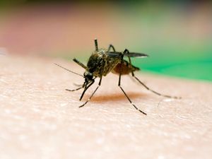 Supporting image for story: Risks posed by mosquito-borne disease as climate changes assessed