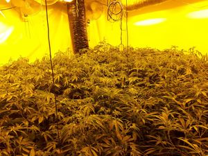 Supporting image for story: 89 cannabis plants seized as police raid Telford drugs den