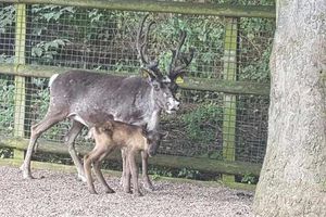 Supporting image for story: Baby reindeer born at Dudley Zoo - on the hottest day of the year so far