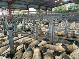The weekly sheep sale at Bishop's Castle.

 