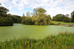 The green duck pond at Dartmouth Park