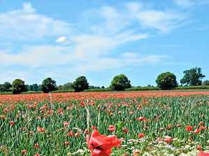 Supporting image for story: Is it OK to pick wild flowers? 