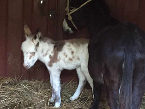 Supporting image for story: Two-day old donkey trapped in gate is rescued by Shropshire firefighters