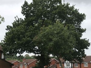 Supporting image for story: Resident fights plans to chop down 250-year-old Sutton Coldfield tree 