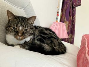 Supporting image for story: 'Help us find Kelpie' – Desperate search after cat escapes broken-down car on M6