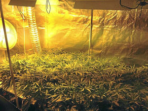 Supporting image for story: Arrest after cannabis plants and drugs found in raid on Telford house