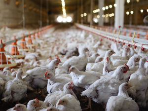 Supporting image for story: Plan for new chicken farm near 'beloved' north Shropshire gardens sparks huge backlash from residents