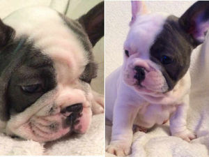 Supporting image for story: 'I'm devastated, they are my family': Owner's heartbreak as seven-week-old puppies stolen from Wolverhampton home