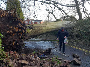 Supporting image for story: Power cut to 900 homes as falling tree brings down cables in Telford street - pictures and video