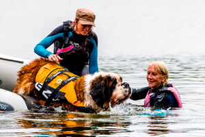Hugo the St Bernard practising his life-saving skills in the Mere in Ellesmere