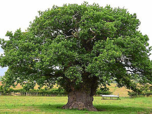Supporting image for story: Springwatch star Iolo backing campaign to save oak from axe