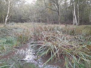 Supporting image for story: Misty, murky secrets of a mysterious swamp are inspiring a wetland restoration