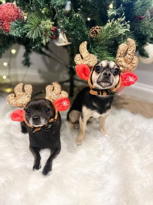 Cookie and Coco as Reindeer from London. 