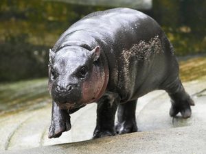 Supporting image for story: Thai zoo home to viral baby hippo Moo Deng is patenting the pygmy