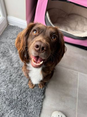 Bella in her new home.