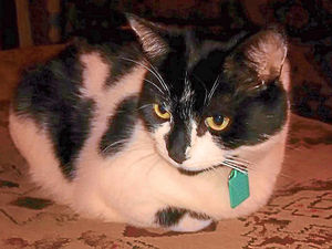 Supporting image for story: Two cats from same home shot in attacks