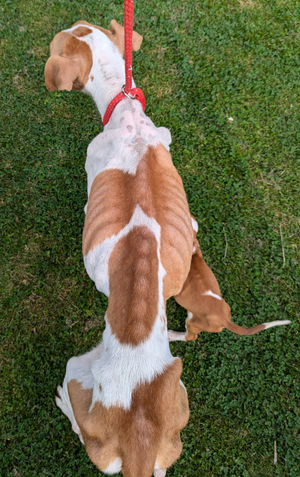 The condition of one of the dogs. Photo: RSPCA