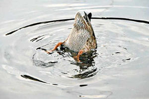 Supporting image for story: It's a duck's life for a pop star