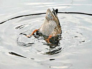 Supporting image for story: It's a duck's life for a pop star
