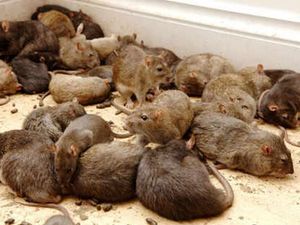 Supporting image for story: Wolverhampton could be plagued by rats after pest budget is slashed, campaigners warn 