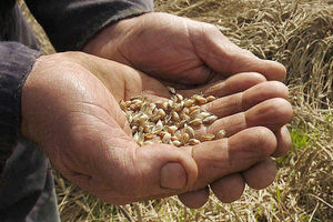 Supporting image for story: Grain prices on increase after sluggish start