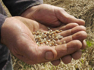 Supporting image for story: Grain prices on increase after sluggish start