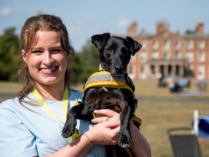 Supporting image for story: Weston Park hosts Woof Walk for charity